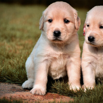 5 ways to keep your dog’s coat healthy and shiny